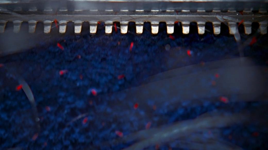 Máy lau nhà Dyson Clean+Wash Hygiene